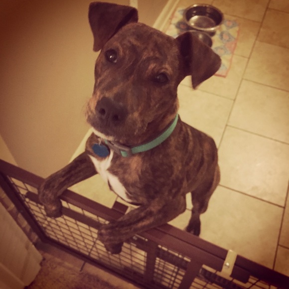 Meet your Posher, Eli - Picture 5 of 6